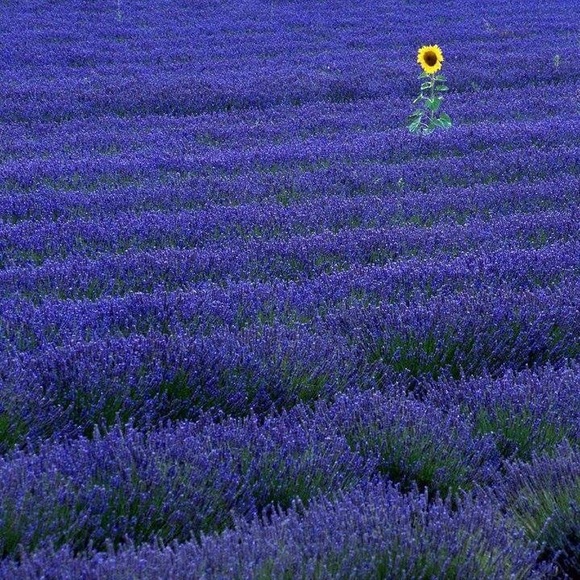 Meet your Posher, Tracy - Picture 5 of 8